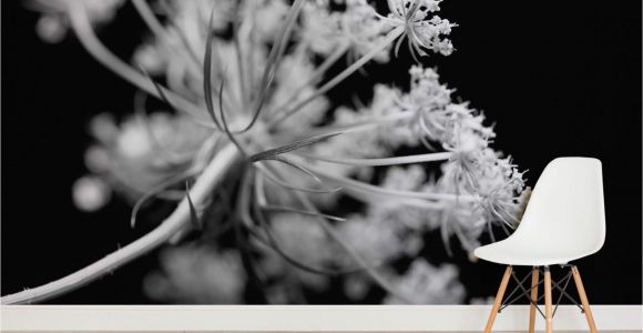 Black and White Flower Wall Mural Black and White Dandelions Wall Mural Wall Paper