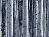 Black and White forest Wall Mural Silver Birch forest Wallpaper Wall Mural