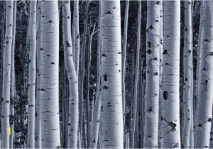 Black and White forest Wall Mural Silver Birch forest Wallpaper Wall Mural