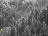 Black and White forest Wall Mural Trees From Above Blackwhite Wall Mural