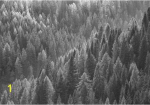 Black and White forest Wall Mural Trees From Above Blackwhite Wall Mural