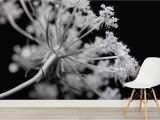 Black and White Murals for Walls Black and White Dandelions Wall Mural Wall Paper