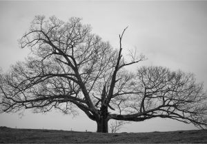 Black and White Tree Wall Mural Old Tree Black and White Wallpapers Hd