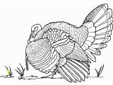 Black and White Turkey Coloring Pages Deep Wild Turkey Coloring Page