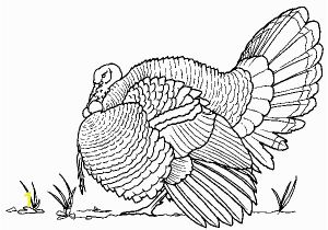 Black and White Turkey Coloring Pages Deep Wild Turkey Coloring Page