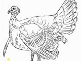 Black and White Turkey Coloring Pages Turkey Coloring Page