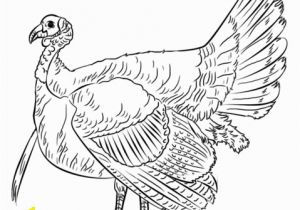 Black and White Turkey Coloring Pages Turkey Coloring Page