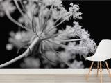 Black and White Wall Murals for Cheap Black and White Dandelions Wall Mural Wall Paper