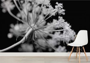 Black and White Wall Murals for Cheap Black and White Dandelions Wall Mural Wall Paper