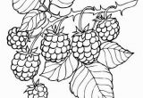Blackberry Coloring Page Blackberry Branch Coloring Page From Blackberry Category Select