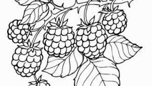 Blackberry Coloring Page Blackberry Branch Coloring Page From Blackberry Category Select