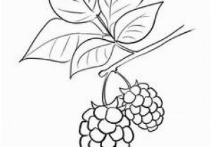 Blackberry Coloring Page Corn Coloring Page Coloring Pages for Free