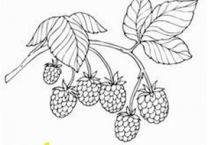 Blackberry Coloring Page Pin by Jane Ertman On Ideas for Dolls Pinterest