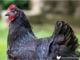 Blue Hen Chicken Coloring Page All About Australorp Chickens