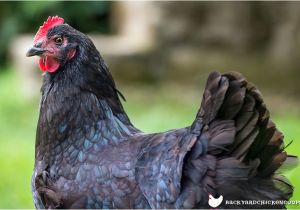 Blue Hen Chicken Coloring Page All About Australorp Chickens