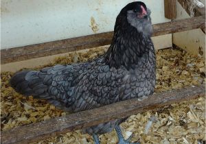 Blue Hen Chicken Coloring Page Four Chickens that Lay Blue Eggs because White Es are Boring