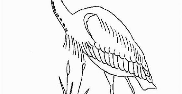 Blue Heron Coloring Page Coloring Page Great Blue Heron Coloring Pages