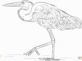 Blue Heron Coloring Page Great Blue Heron Coloring Page Free Printable Coloring Pages