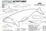 Blue Whale Coloring Page orca Coloring Pages New Blue Whale Coloring Page at Getcolorings