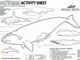 Blue Whale Coloring Page orca Coloring Pages New Blue Whale Coloring Page at Getcolorings