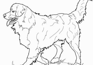 Border Collie Coloring Pages to Print Collie Drawing at Getdrawings