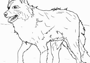 Border Collie Coloring Pages to Print Scotch Sheep Dog or Border Collie Coloring Page