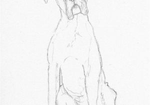 Boxer Dog Coloring Pages Boxer Dog Sketch by Battlekat S Boutique