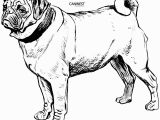 Boxer Dog Coloring Pages Dog Free Clipart 277