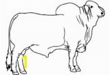 Bucking Bull Coloring Pages Coloring Pages