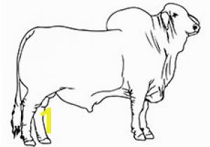 Bucking Bull Coloring Pages Coloring Pages