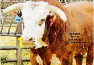 Bucking Bull Coloring Pages the 325 Best Pbr Bulls Images On Pinterest