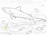 Bull Shark Coloring Page 6126 Shark Free Clipart 33