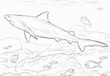 Bull Shark Coloring Page 6126 Shark Free Clipart 33