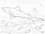 Bull Shark Coloring Page 6126 Shark Free Clipart 33