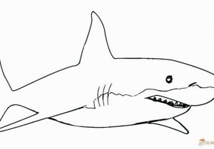 Bull Shark Coloring Page 6126 Shark Free Clipart 33