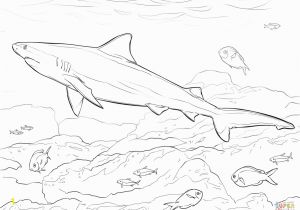 Bull Shark Coloring Page 6126 Shark Free Clipart 33