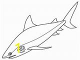 Bull Shark Coloring Page Zebra Shark Coloring Pages