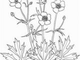 Buttercup Flower Coloring Pages 245 Best Adult Coloring Pages Images