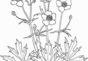 Buttercup Flower Coloring Pages 245 Best Adult Coloring Pages Images