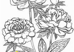 Buttercup Flower Coloring Pages 3161 Best Printables Floral and Plant Life Images In 2019
