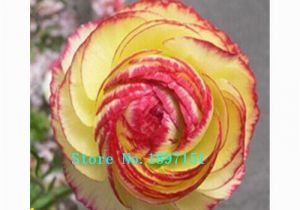 Buttercup Flower Coloring Pages Amazon 100 Pcs Bag Ranunculus Seeds Flower Seeds for Home