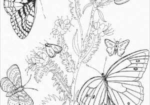 Butterflies and Flowers Coloring Pages for Adults butterfly Coloring Pages Coloringbay