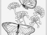 Butterflies and Flowers Coloring Pages for Adults butterfly Flower Drawing at Getdrawings