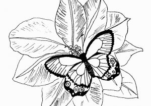 Butterflies and Flowers Coloring Pages for Adults Coloring Pages Flowers Coloring Pages butterfly and