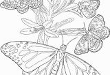 Butterfly Coloring Pages Print Free Printable Adult butterfly Coloring Page