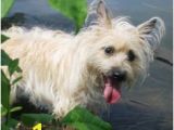 Cairn Terrier Coloring Pages 20 Best Cairn Terrier Crazy Images On Pinterest