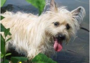 Cairn Terrier Coloring Pages 20 Best Cairn Terrier Crazy Images On Pinterest