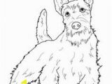 Cairn Terrier Coloring Pages 217 Best Dogs to Color Images On Pinterest