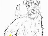 Cairn Terrier Coloring Pages 217 Best Dogs to Color Images On Pinterest