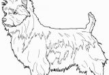 Cairn Terrier Coloring Pages Boston Terrier Coloring Pages at Getcolorings